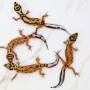시스터게코