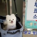 스타견 이미지