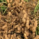 원일농장 이미지