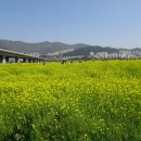 봄날 플라워테라피 프로젝트 부산낙동강유채꽃축제 이미지