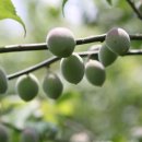 청포농장 이미지