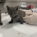 옥포태양동물병원 이미지