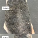 댕그루루 이미지