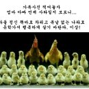 😀삼복(三伏)맞이 😍닭 유머시리즈~ 🐔 이미지