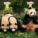 판다 이미지