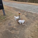 엘동물병원 | 엘녹스 영국 노령견 영양제 솔직 후기｜망병기 반려견에게 올인원으로 딱!