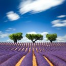 하늘누에 이미지