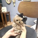 메종드퍼피 이미지