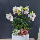 새서울 | [과천꽃집] 친구 전시회 선물 고민 끝｜싱그러움 가득한 새서울화원 방문 후기