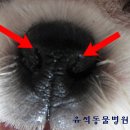 유석동물병원 네이버블로그