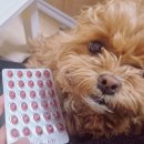 240 | 강아지 슬개골 2기 관리, 안티놀 240캡슐 솔직후기 (먹는방법 총정리)