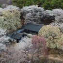 거창-위천-4 | 거창 덕천서원 벚꽃 즐기기(역사, 산책코스, 교통과 주변명소)