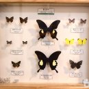 순천곤충박물관 이미지