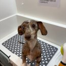 개목욕탕 이미지