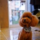 도그이살롱 이미지