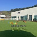매력덩어리 | [천안] 안서동 애견카페 ‘펫프닝타운’｜넓은 잔디 운동장이 매력적｜솔직후기