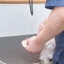 멍스바스 이미지