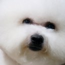 도도 켄넬 이미지