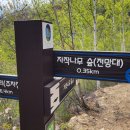 자작나무숲중간 이미지