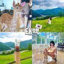 건강나라사슴목장 | 강원도 태백 카페 초록뿔언덕 사슴목장 이색체험 데이트