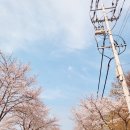 양평벚꽃하우스 이미지