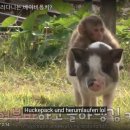 동물농장 이미지
