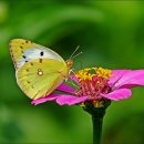 노랑나비 이미지