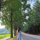 메타세쿼이아길 공중화장실 이미지