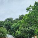 무아레도그라운드 이미지