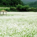 평창 봉평 "올챙이국수" | 철길따라 맛따라 이미지