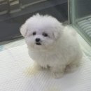 4944 | 더펫 유성본점 대전강아지분양 세종강아지분양 상담 다녀왔어요