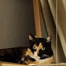 수원시 팔달구 팔달문로115번길 이미지