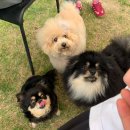 멍리버 | 멍리버 :: 대구 근교 애견카페 후기