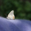 나비야 청산가자 이미지