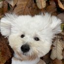 놀러오개 애견유치원 애견호텔(화성 병점진안점) 이미지