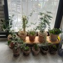 큰전수산 | [홈가드닝] 퀸즈파크화원 방문 후기: 바질·천리향·딸기 모종 고르기와 사장님 전수 관리 꿀팁!