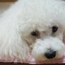 마냥귀엽개 이미지