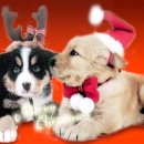 귀여운 강아지 이미지