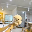 미니블링