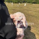 카워시180수원역점 | [임신일기] 13주~27주 (임신중기, 정밀초음파, 임당검사)