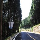 편백향기 이미지