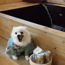 아쯔아쯔료칸 | 동두천 반려견 동반 숙소 아쯔아쯔료칸 303호 후기 (마당, 욕탕, 바베큐 정보)