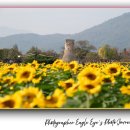 핑크뮬리 꽃단지 원 | 경주 첨성대 해바라기· 황화코스모스· 핑크뮬리 만개! 가을에 꼭! 가볼 만한 곳 경주 여행후기