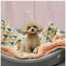 키티앤퍼피 이미지