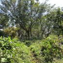 잔잔거제 이미지