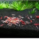 조은사료 이미지