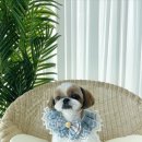 조아하멍 이미지