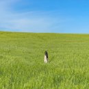 대해로 3 이미지