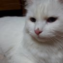 도진반점 이미지