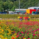 산소카페 청송정원~9월부터 무료로 개방~백일홍이 만개한 4만 평 규모의 꽃구경 명소 이미지